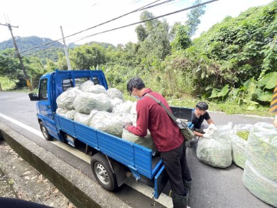 清除小花蔓澤蘭成果(林業保育署新竹分署提供) 